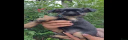 Griffon Bruxellois dogs for sale: Stunning Griffon Bruxellois puppies KC registered - Advert 6