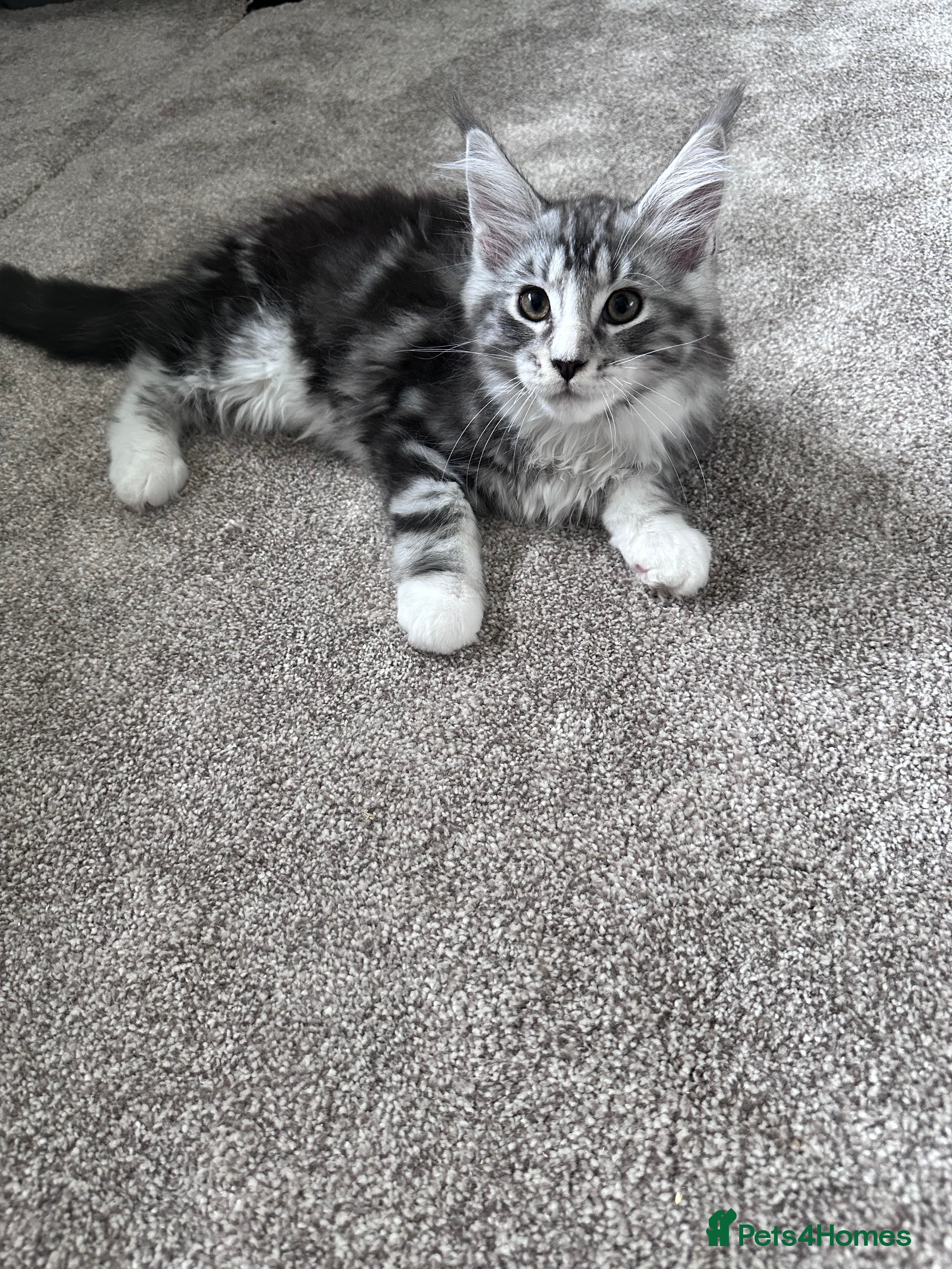 Maine Coon cats Gorgeous boy ready to leave  - Advert 15