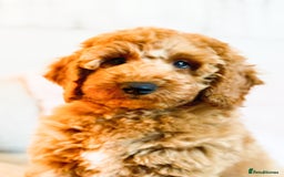 Miniature Poodle dogs for sale: Kc registration miniature poodle 1 year old  - Image 1