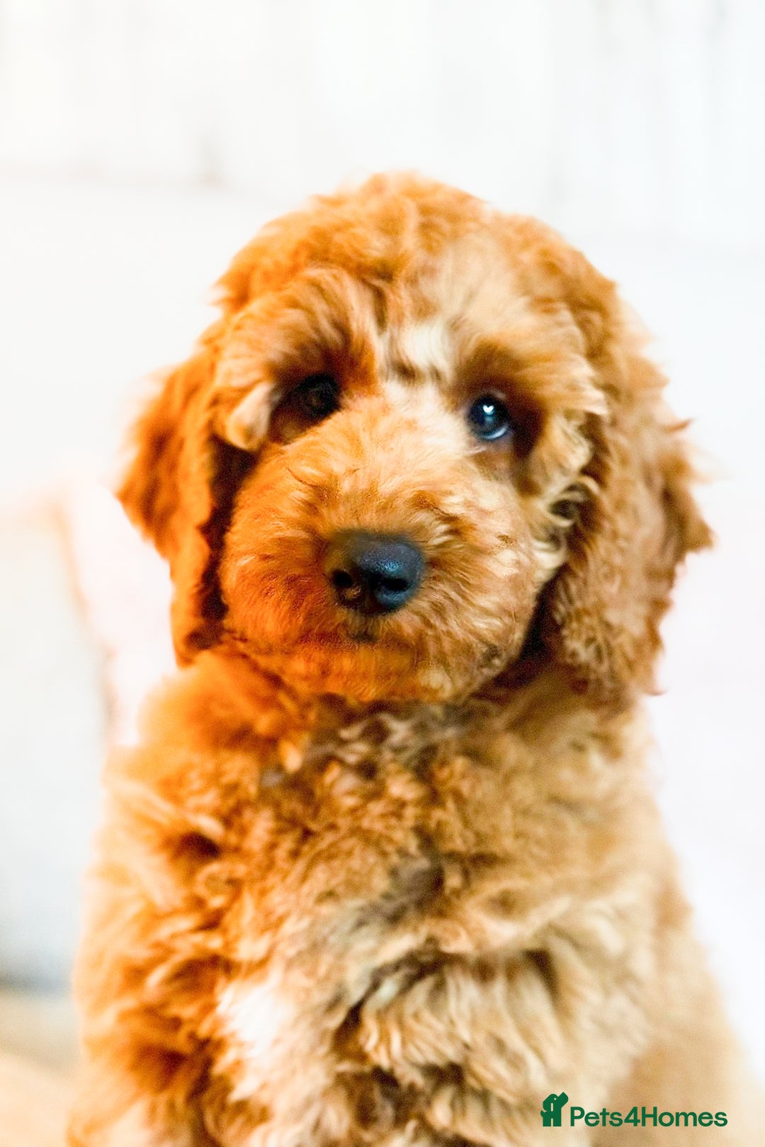 Miniature Poodle dogs for sale: Kc registration miniature poodle 1 year old  - Image 1