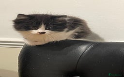 Mixed Breed cats for sale: Ready to go 1 Black and white girl left - Image 1