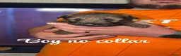 German Shepherd dogs for sale: 🐾 Beautiful German Shepherd puppies🐾 - Advert 2