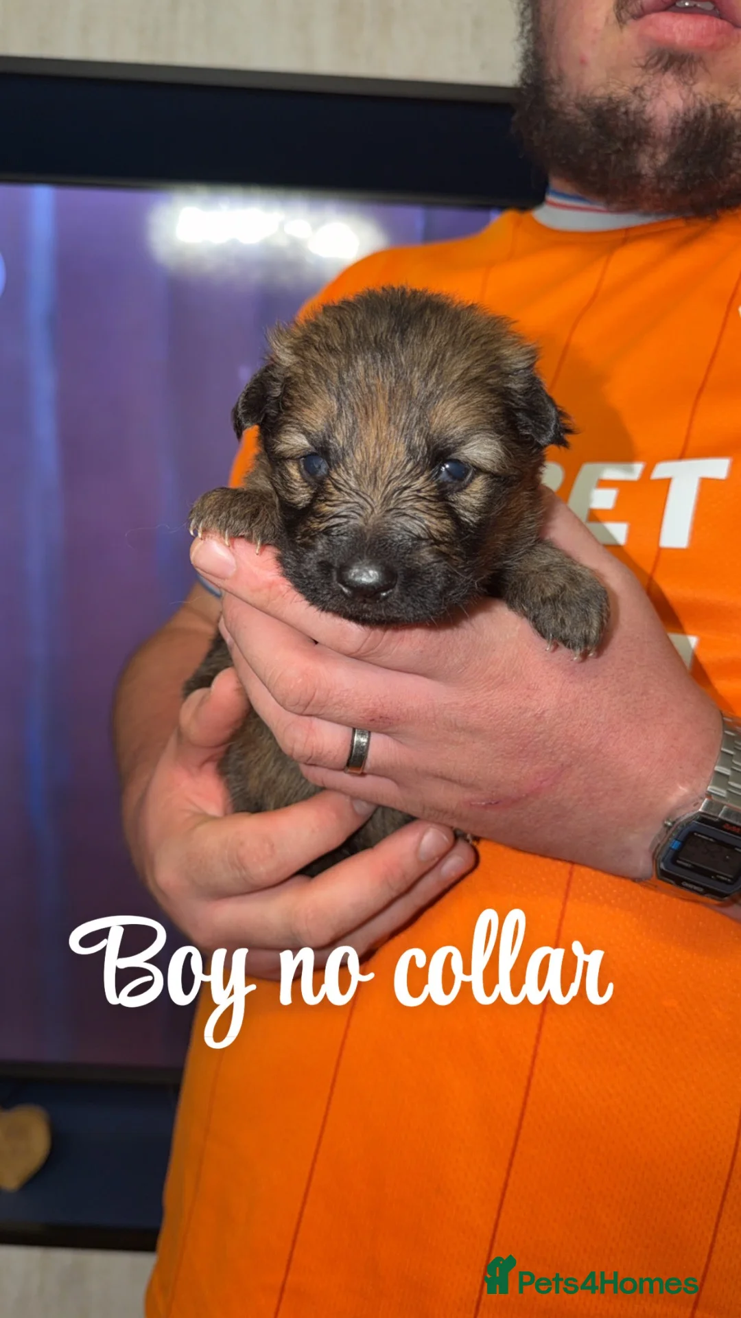 German Shepherd dogs for sale: 🐾 Beautiful German Shepherd puppies🐾 - Advert 2