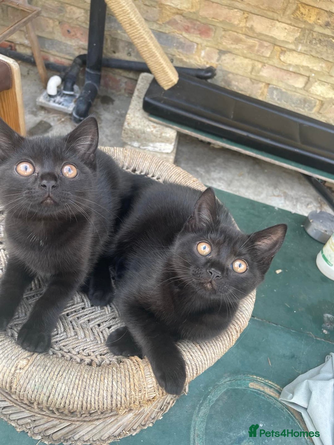British Shorthair cats for sale: 2 jalf british shorthair kittens - Image 3