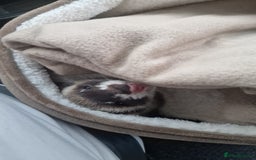 Ferret rodents for sale: Ferret for rehoming - Image 1