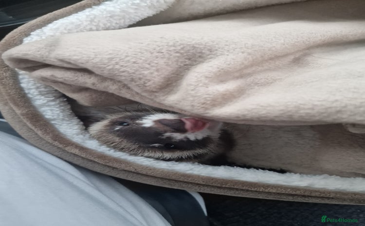 Ferret rodents for sale - Advert 1