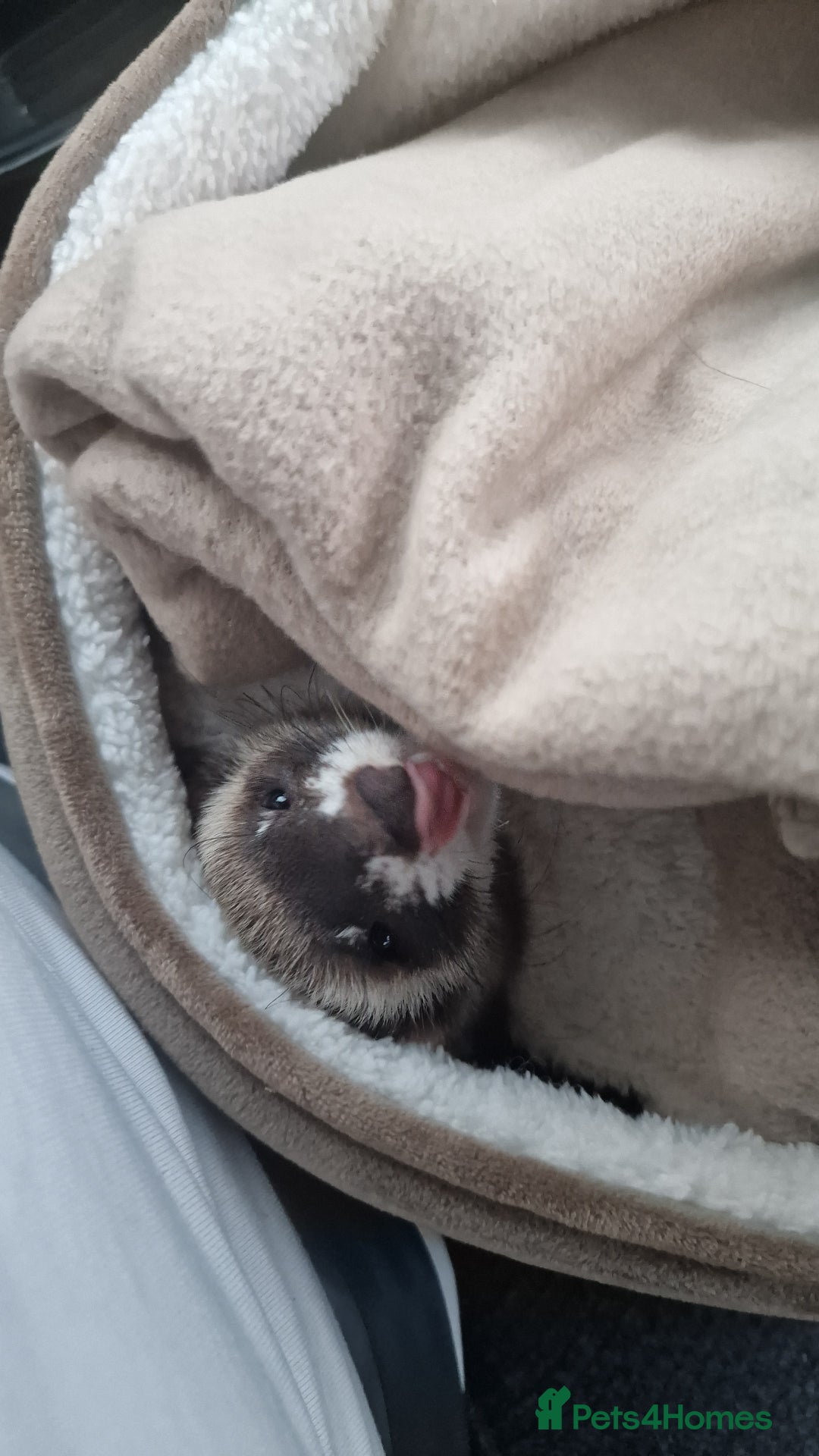 Ferret rodents for sale: Ferret for rehoming - Image 1