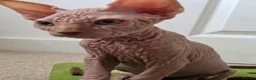 Sphynx cats for sale: 😍✨ LAST ONE! Exceptional Wrinkly Sphynx Boy ✨ in Peterborough - Advert 11