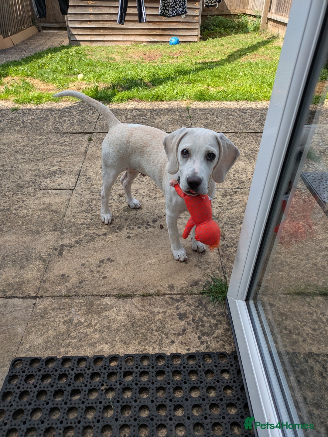 Beagle dogs for sale: Lenny the Lemon Beagle  - Image 8