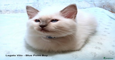 Ragdoll cats - Advert 10