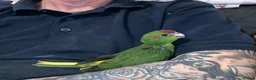 Parrots birds for sale: Hand reared Kakariki  - Advert 15