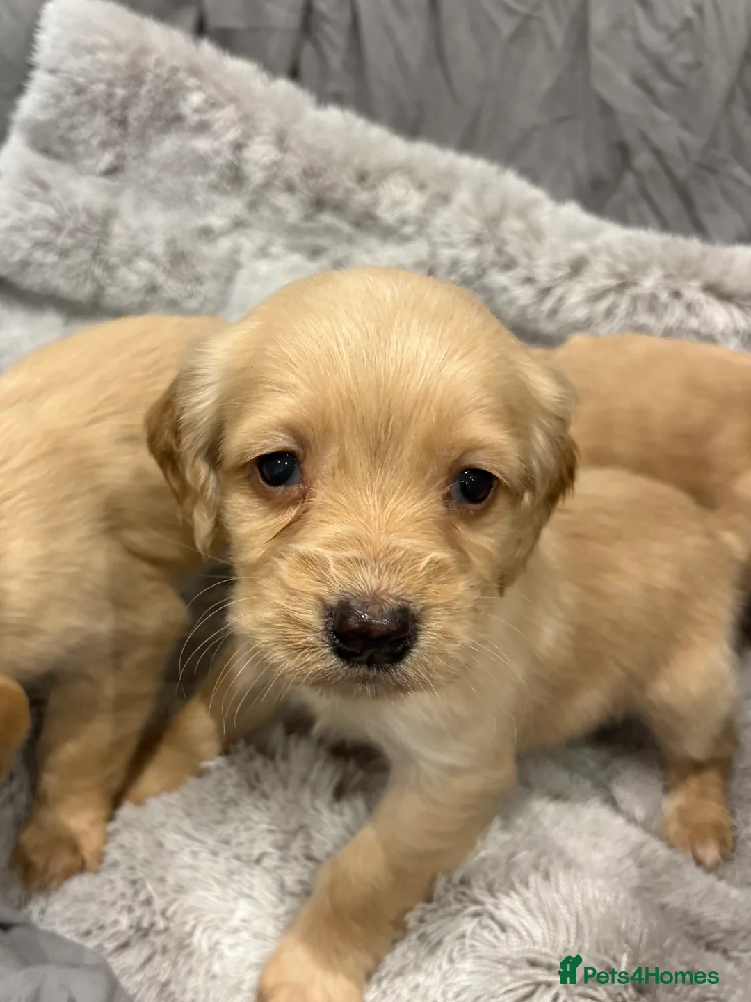 Cockapoo dogs for sale: F1 cockapoo - Advert 3