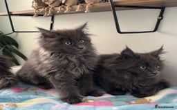 Maine Coon cats for sale: Stunning Maine Coon Kittens  - Image 5