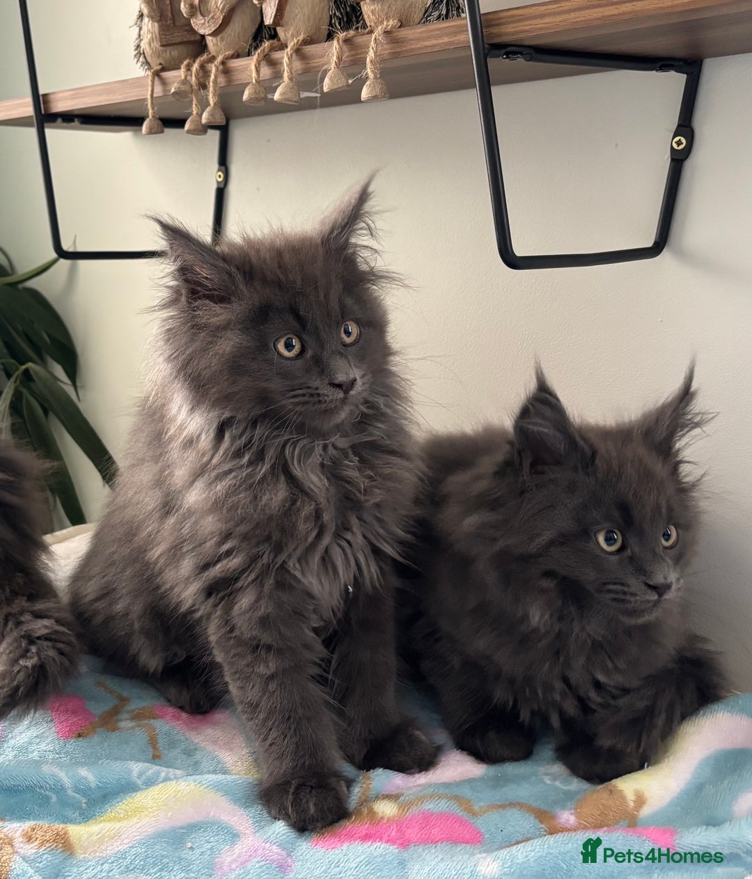 Maine Coon cats for sale: Stunning Maine Coon Kittens  - Image 5