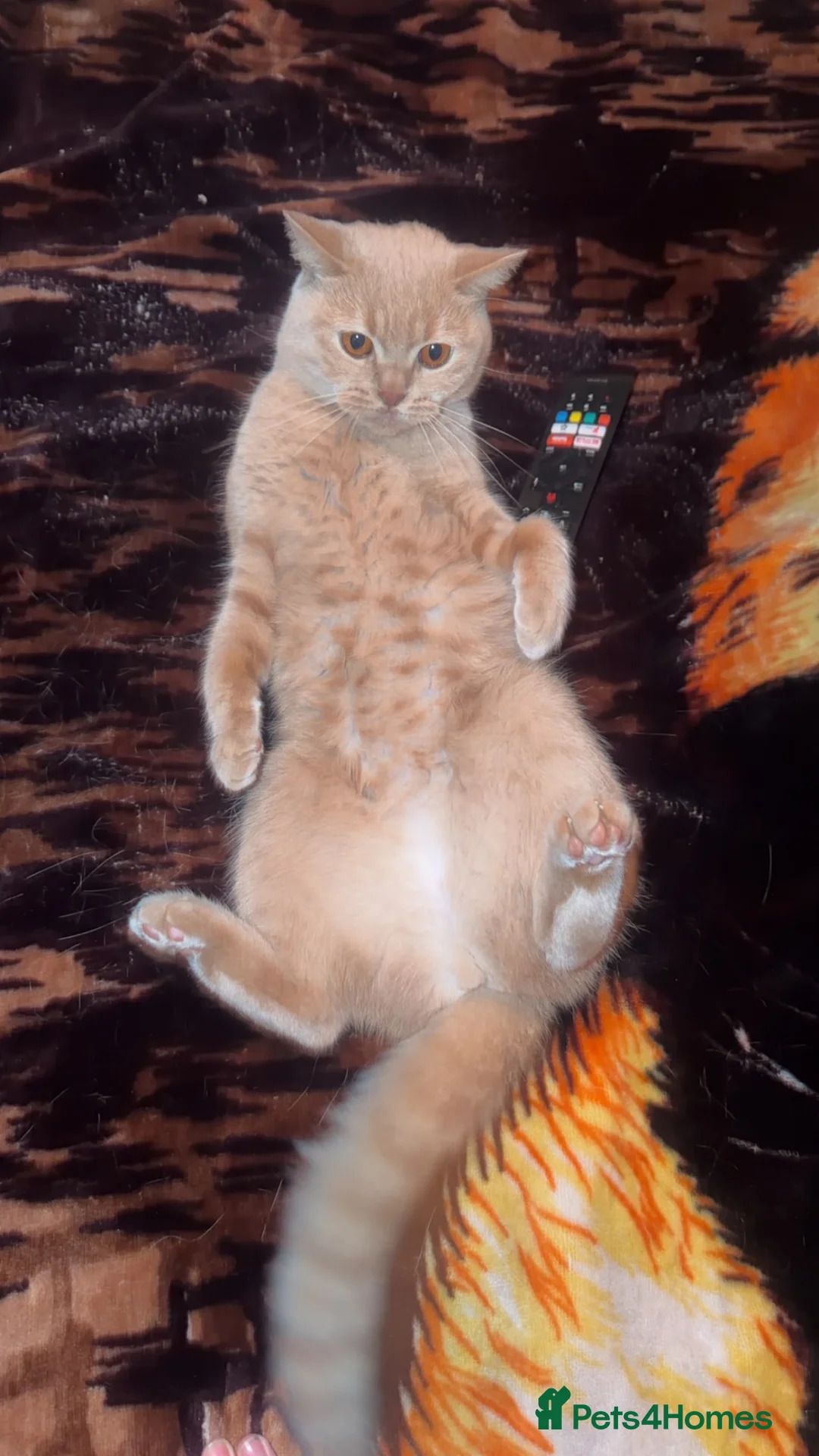 British Shorthair cats for sale: Female British short hair  in Newcastle upon Tyne - Advert 1