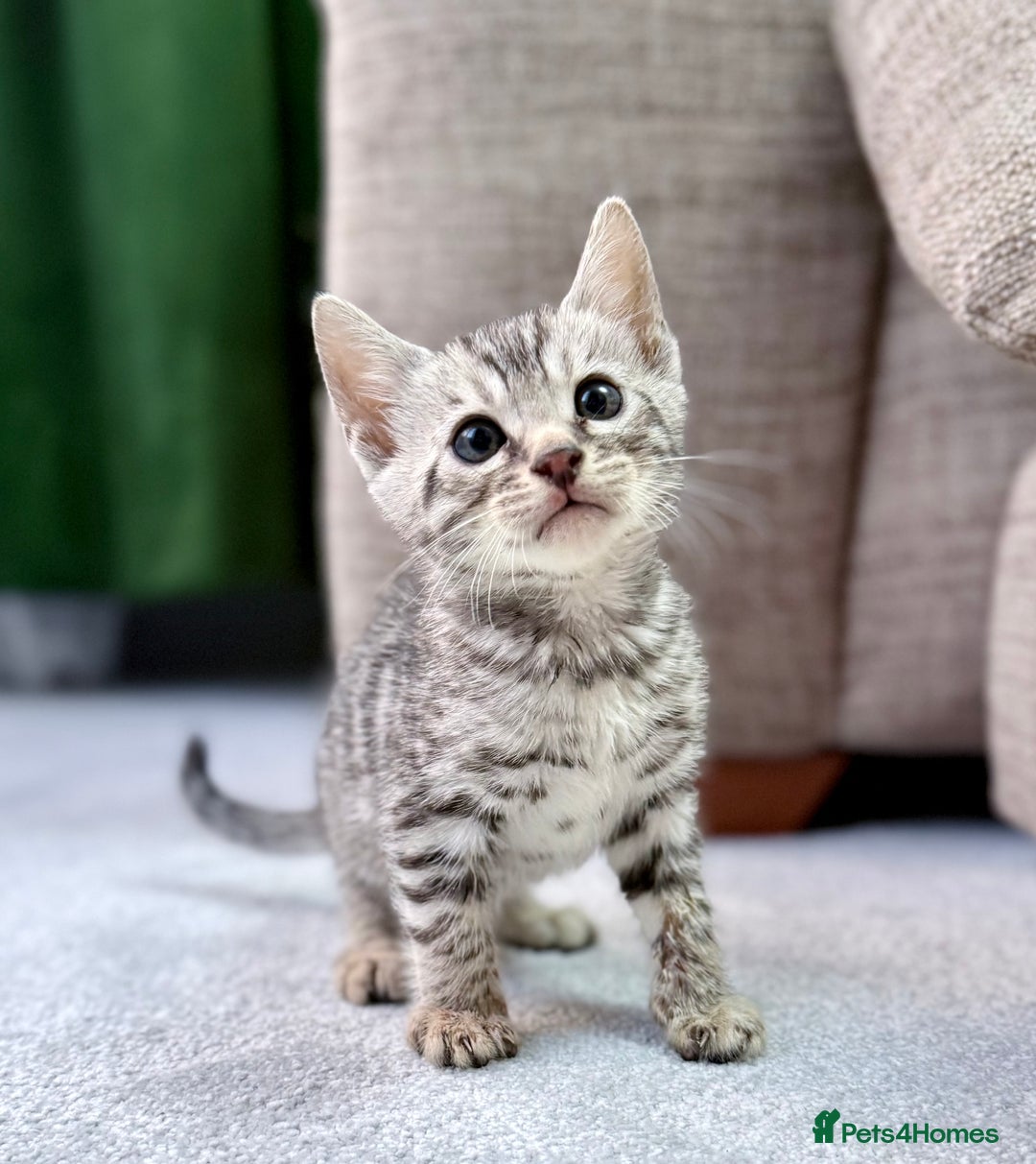 Bengal cats for sale: Purebred Bengal kittens - Advert 1