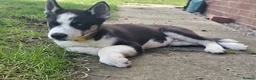 Huskita dogs for sale: Puppies for sale  - Advert 5