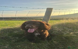 Mixed Breed dogs for sale: Beautiful puppies - Image 6