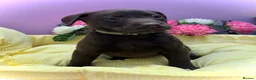 Labrador Retriever dogs for sale: Labrador puppies  - Advert 5