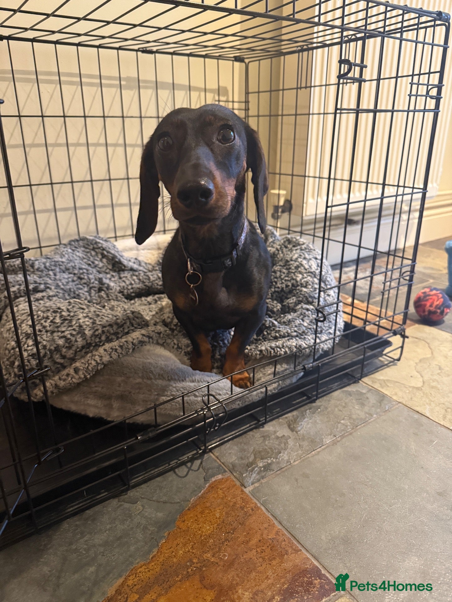 Dachshund dogs Standard Female Dachshund   - Advert 7
