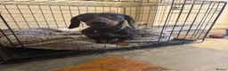 Dachshund dogs for sale: Standard Female Dachshund   - Advert 1