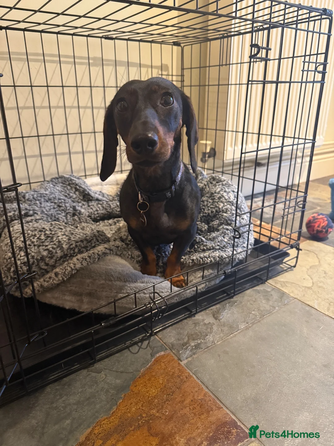 Dachshund dogs for sale: Standard Female Dachshund   - Advert 1