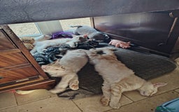 Maine Coon cats for sale: Pure Mainecoon boy Fun, intelligent, home raised. - Image 13