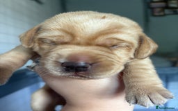 Labrador Retriever dogs for sale: Girl & Boy beautiful lab pups With paperwork  - Image 16