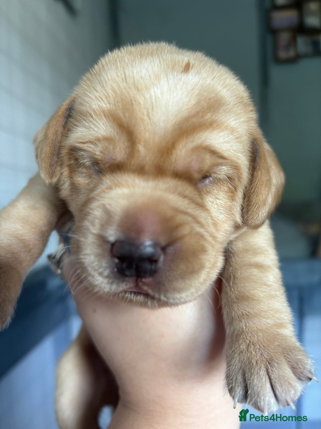 Labrador Retriever dogs for sale: Girl & Boy beautiful lab pups With paperwork  - Image 16