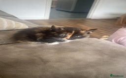 Mixed Breed cats for sale: Beautiful kittens  - Image 3
