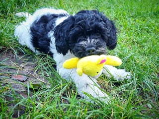 Cockapoo dogs Scrummy Cockapoo with early training - Advert 14