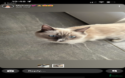 Ragdoll cats for sale: Rag doll kittens for sale 2 boys 1 girl  - Image 2