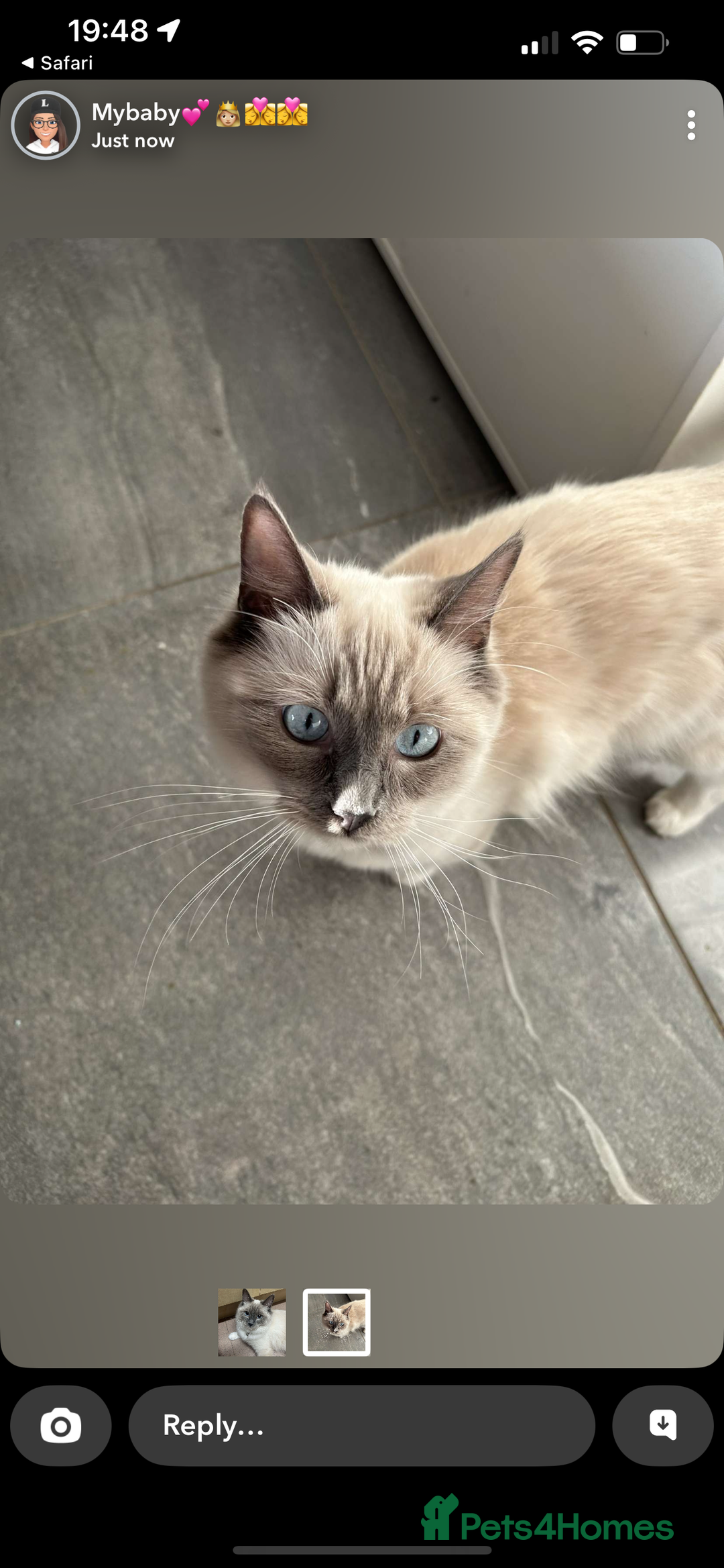 Ragdoll cats for sale: Rag doll kittens for sale 2 boys 1 girl  - Image 2