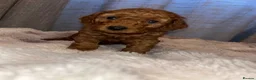Cavapoo dogs for sale: Cavapoo F1BB puppies  in Grimsby - Advert 9