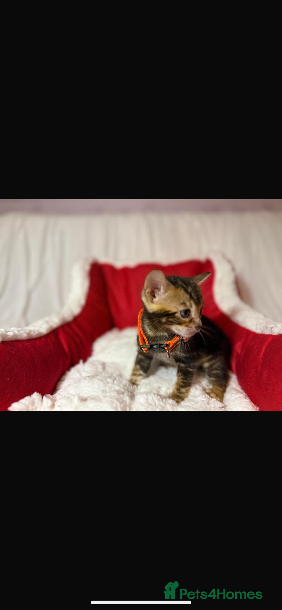 Bengal cats for sale: 🐆Bella's Bengals🐆 - Advert 13