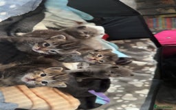 Mixed Breed cats for sale: Beautiful ragdoll x babies  in Ellesmere Port - Image 20