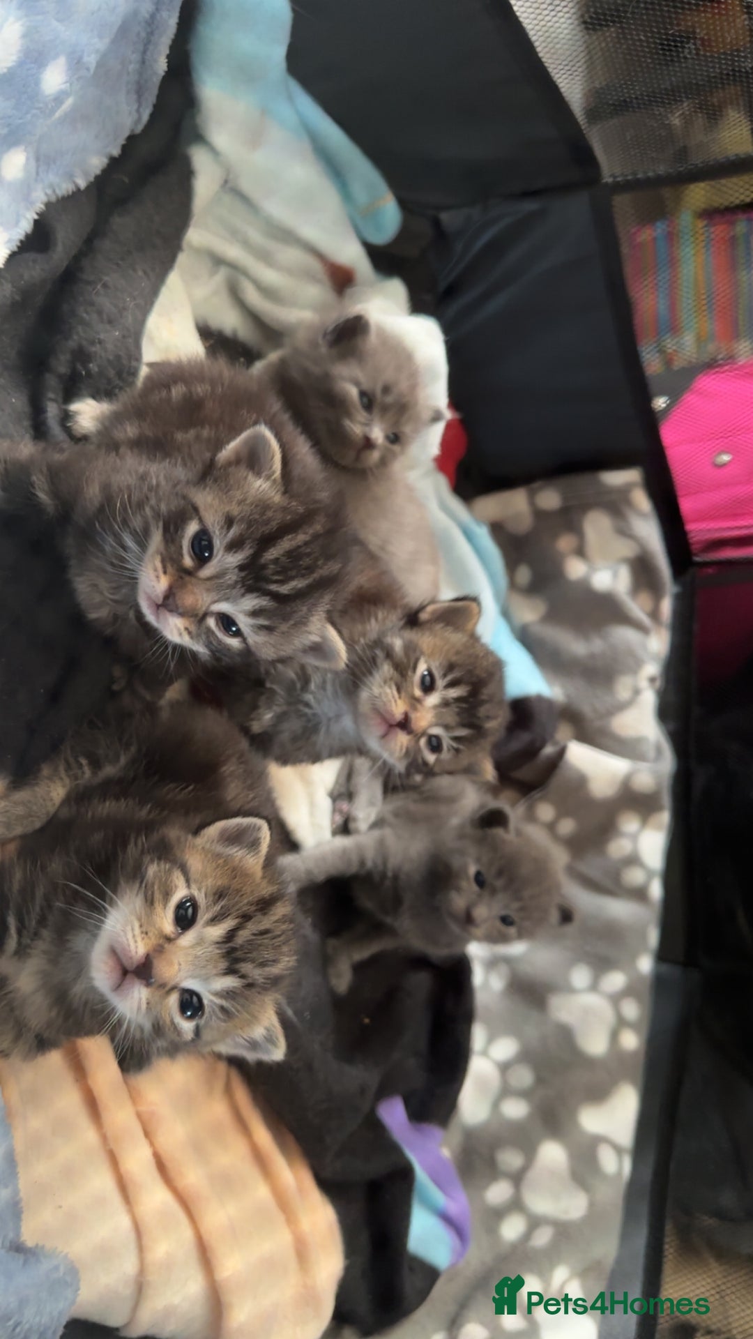 Mixed Breed cats for sale: Beautiful ragdoll x babies  in Ellesmere Port - Image 20
