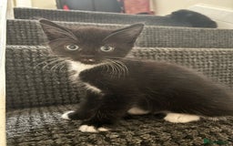 Mixed Breed cats for sale: Gorgeous kittens for sale - Image 1