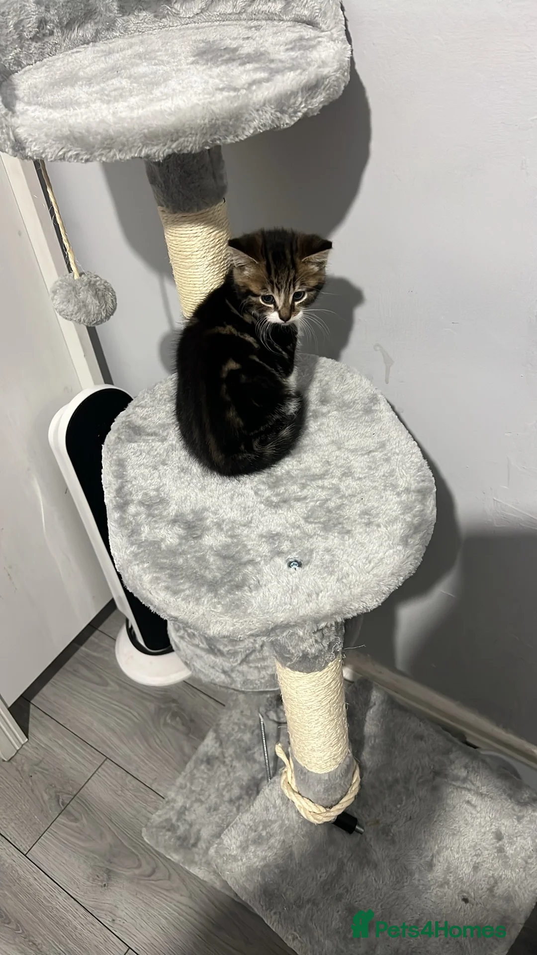 British Shorthair cats for sale: Last kitten for sale  in Glasgow - Advert 2