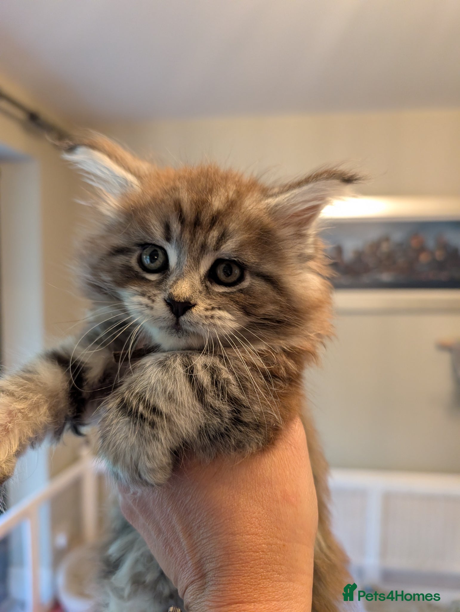 Maine Coon cats for sale: Tica Registered Maine coon Kittens  - Advert 1