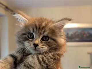 Maine Coon cats for sale: Tica Registered Maine coon Kittens - Advert 1