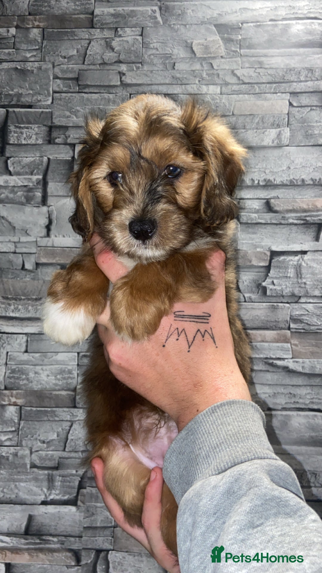 Lhasapoo dogs for sale: Lhasapoo puppies - Image 7