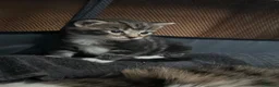 Mixed Breed cats for sale: Beautiful & Bonnie Boys & Mumma - Advert 15