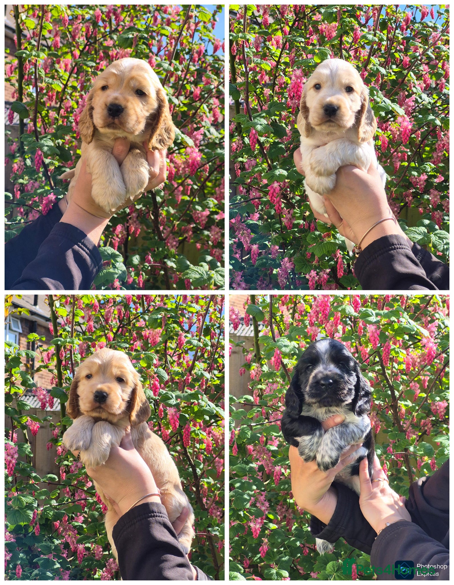Cocker Spaniel dogs Open for reserve English Cocker Spaniel puppies - Advert 2