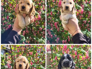 Cocker Spaniel dogs Open for reserve English Cocker Spaniel puppies - Advert 2
