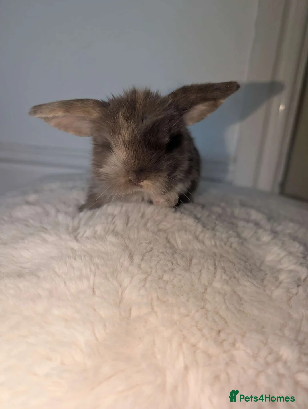 Mini Lop rabbits for sale: Mixed Mini Lops - Advert 7