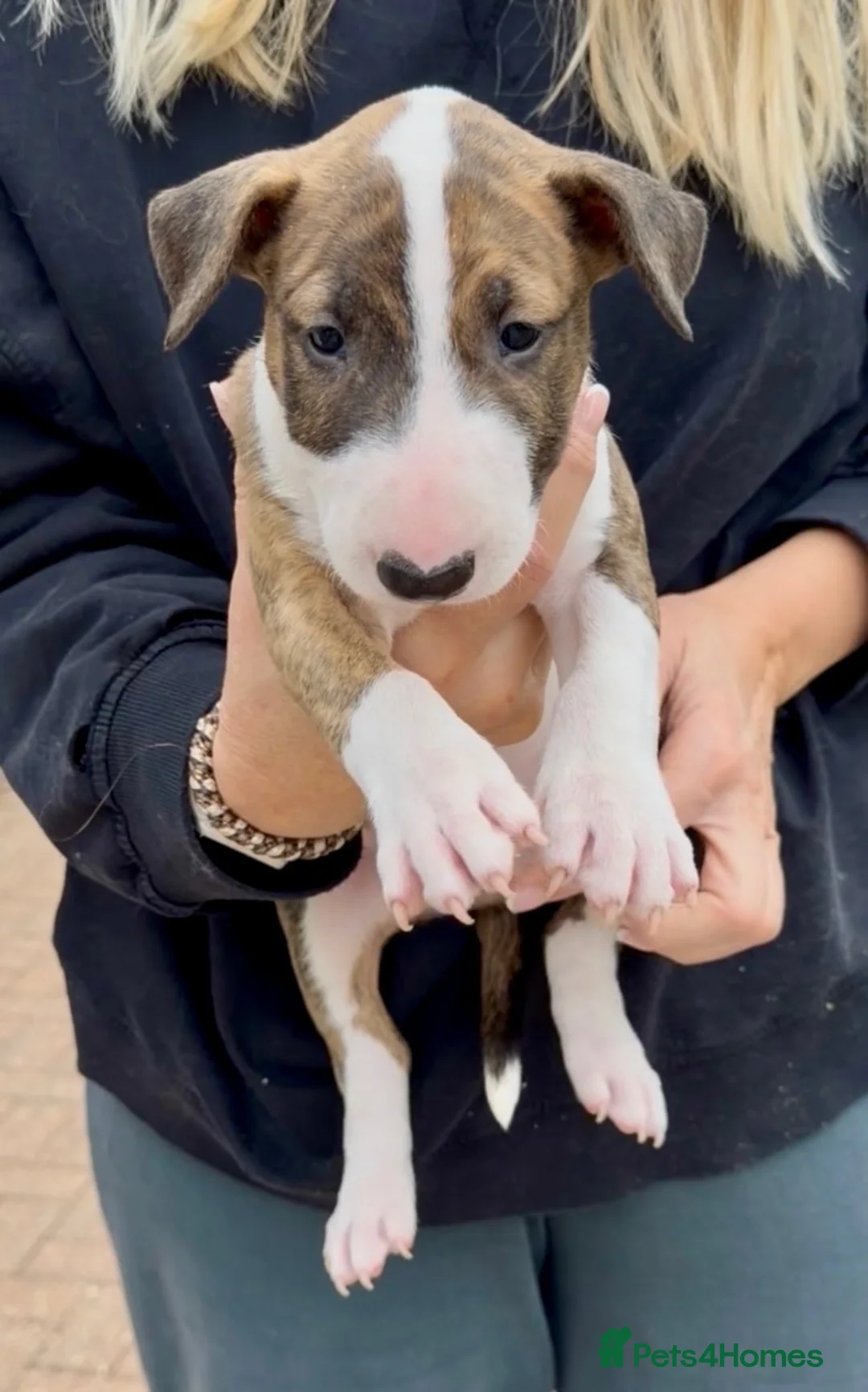 Bull Terrier dogs for sale: Champion bred healthy, chunky, friendly BT puppies - Advert 8