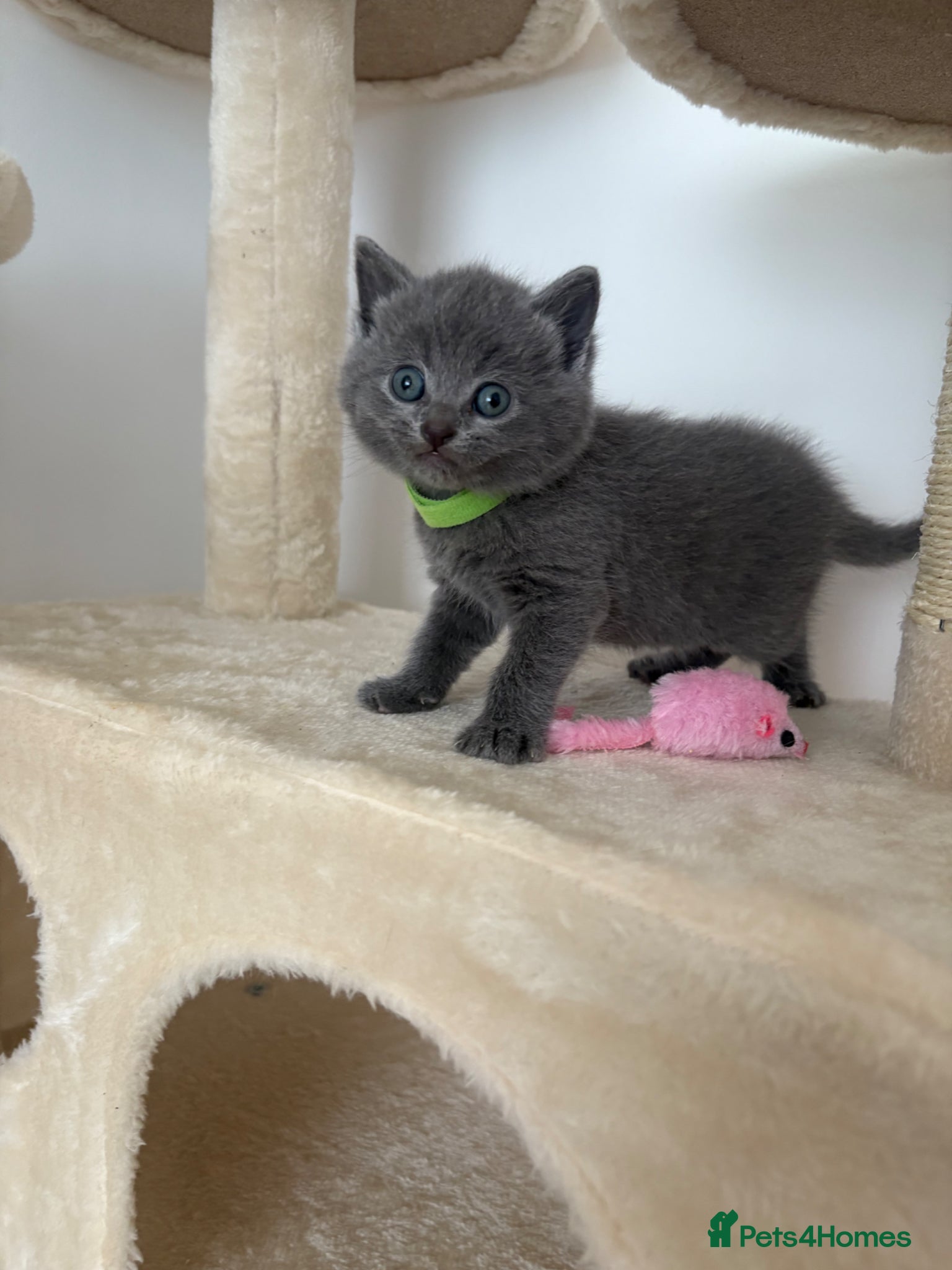 British Shorthair cats British shorthair kittens 🩷💙 - Advert 17