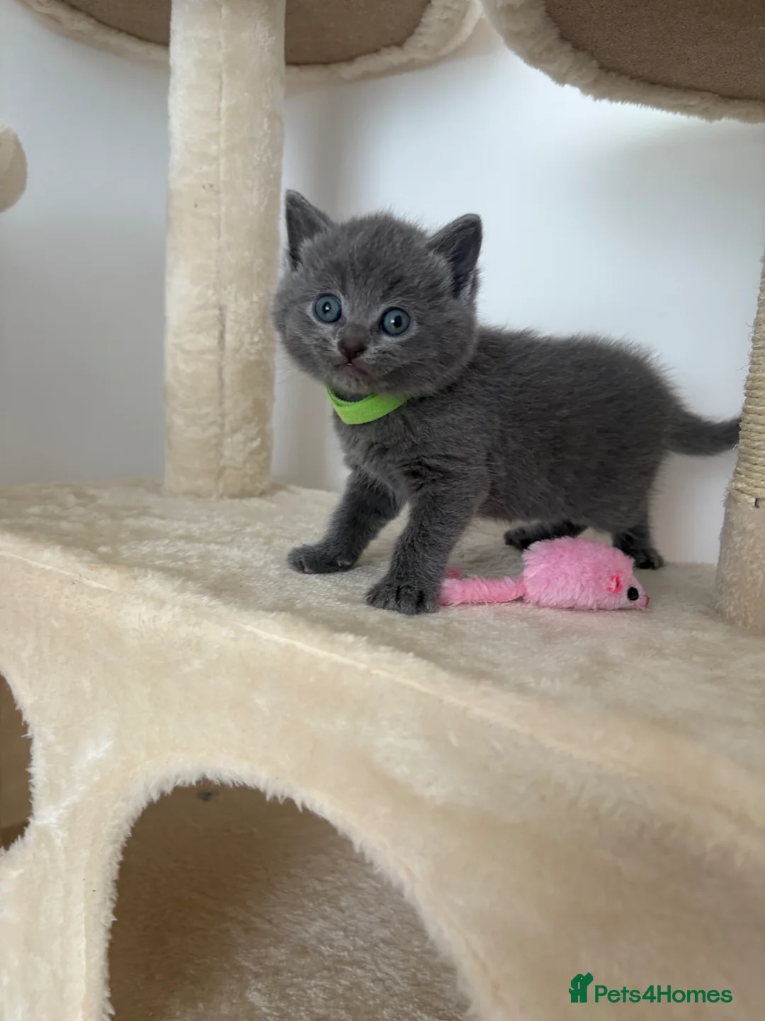 British Shorthair cats for sale: British shorthair kittens 🩷💙 - Advert 1