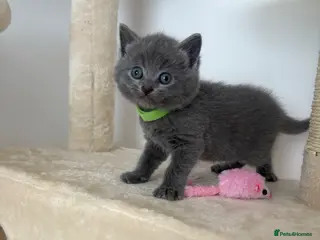 British Shorthair cats British shorthair kittens 🩷💙 - Advert 17
